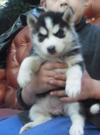 
Precio Siberian husky...........<strong>            $18,500.00  A  $22,000.00  (dependiendo del color)</strong> <br><br>


100% pura raza, registrados todos los papeles en regla se envian a cualquier parte de la Republica.<br><br> 

<li>Contrato de compraventa<br><br></li>


<li>Seguro de vida gratuito por escrito de 5 años que cubre muerte en caso de cuestiones virales</li>
<br><br>

<li>Garantía de Pureza Racial<br><br></li>

<li>Certificado de registro inicial que extiende la Federación Canófila Mexicana donde los cachorros se entregan con tatuaje y microchip</li>

