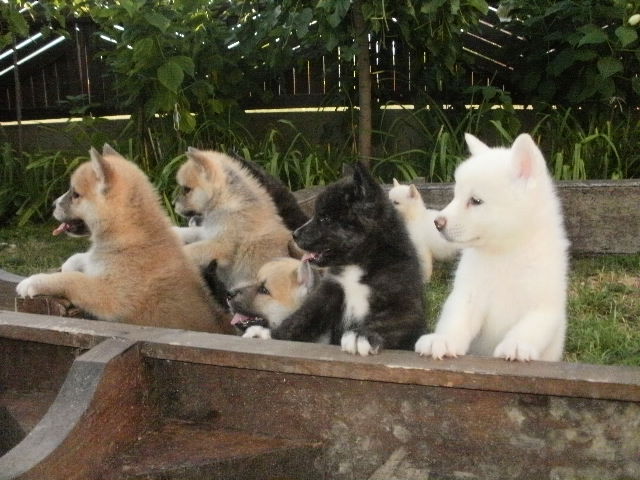Encantadora cachorros de akita inu. Mis cachorros están bien entrenados, con un certificado médico, tan lindo y actualizada en sus tiros, el amor a jugar con los niños en contacto con nosotros para más informaciones y fotos de nuestros cachorros si usted está interesado.
<br>