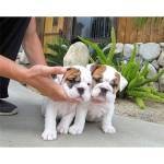 Los cachorros bulldog Inglés disponibles 