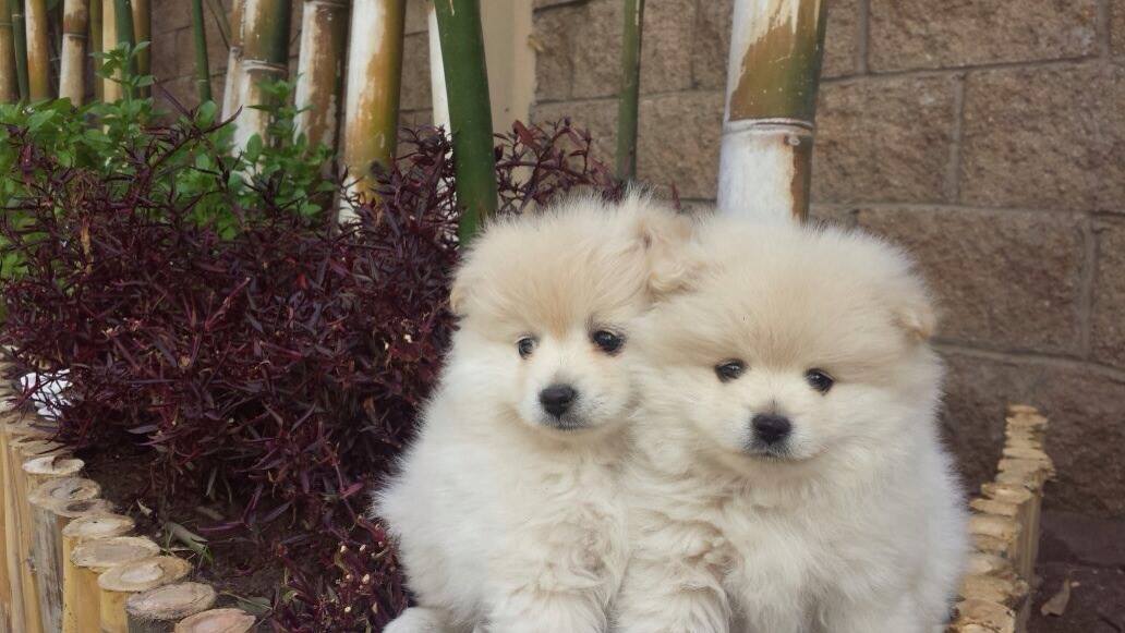 Hermosos Cachorros Pomerania