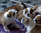 7 Bulldog ingles cachorros listo