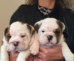 6 cachorros bulldog ingles listos