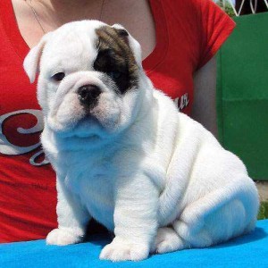 lindos cachorros bulldog ingles