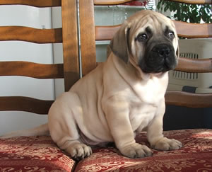 preciosos cachorros de mastin de toro