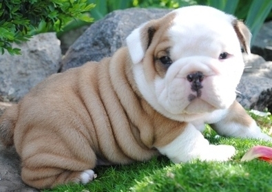 CACHORROS DE INGLÉS BULLDOG DISPONIBLES