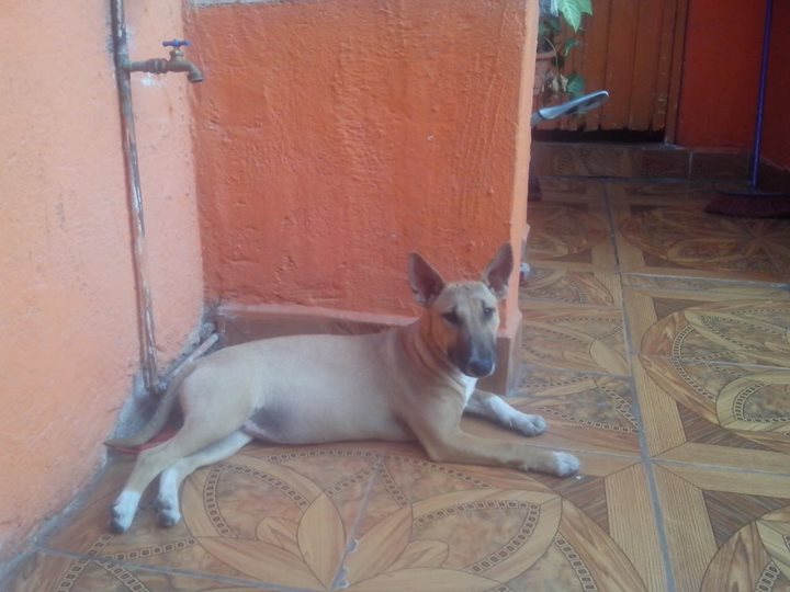Regalo perro