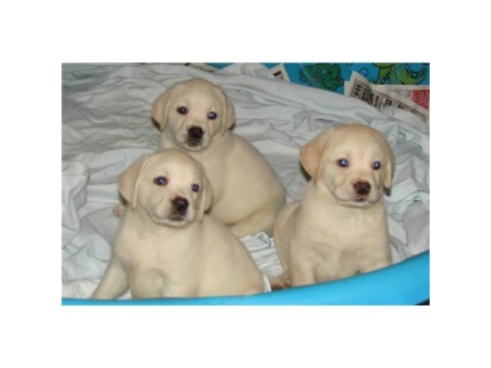 
Precio Labrador Retriever...........<strong>$16,500.00  A   $20,000.00    (dependiendo del color)</strong> <br><br>


100% pura raza, registrados todos los papeles en regla se envian a cualquier parte de la Republica.<br><br> 

<li>Contrato de compraventa<br><br></li>


<li>Seguro de vida gratuito por escrito de 5 años que cubre muerte en caso de cuestiones virales</li>
<br><br>

<li>Garantía de Pureza Racial<br><br></li>

<li>Certificado de registro inicial que extiende la Federación Canófila Mexicana donde los cachorros se entregan con tatuaje y microchip</li>

