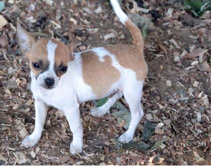 Hermosos cachorros chihuahua macho y hembra para la adopción libre