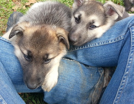 Pastor alemán de mujeres y hombres.