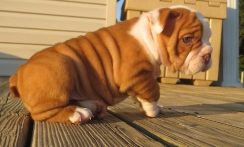 
Precio Bulldog...........<strong>   $35,000.00  A   $60,000.00    (dependiendo la calidad)</strong> <br><br>


100% pura raza, registrados todos los papeles en regla se envian a cualquier parte de la Republica.<br><br> 

<li>Contrato de compraventa<br><br></li>


<li>Seguro de vida gratuito por escrito de 5 años que cubre muerte en caso de cuestiones virales</li>
<br><br>

<li>Garantía de Pureza Racial<br><br></li>

<li>Certificado de registro inicial que extiende la Federación Canófila Mexicana donde los cachorros se entregan con tatuaje y microchip</li>

