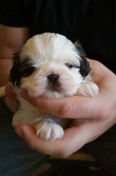 cachorro para su aprobación