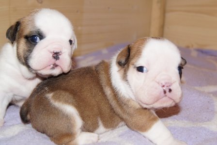 
Precio Bulldog...........<strong>   $35,000.00  A   $60,000.00    (dependiendo la calidad)</strong> <br><br>


100% pura raza, registrados todos los papeles en regla se envian a cualquier parte de la Republica.<br><br> 

<li>Contrato de compraventa<br><br></li>


<li>Seguro de vida gratuito por escrito de 5 años que cubre muerte en caso de cuestiones virales</li>
<br><br>

<li>Garantía de Pureza Racial<br><br></li>

<li>Certificado de registro inicial que extiende la Federación Canófila Mexicana donde los cachorros se entregan con tatuaje y microchip</li>

