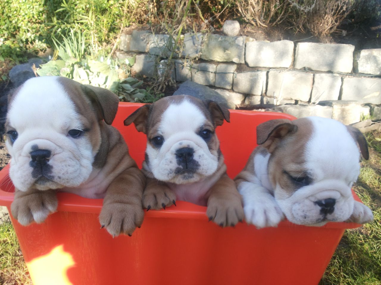 
Precio Bulldog...........<strong>   $35,000.00  A   $60,000.00    (dependiendo la calidad)</strong> <br><br>


100% pura raza, registrados todos los papeles en regla se envian a cualquier parte de la Republica.<br><br> 

<li>Contrato de compraventa<br><br></li>


<li>Seguro de vida gratuito por escrito de 5 años que cubre muerte en caso de cuestiones virales</li>
<br><br>

<li>Garantía de Pureza Racial<br><br></li>

<li>Certificado de registro inicial que extiende la Federación Canófila Mexicana donde los cachorros se entregan con tatuaje y microchip</li>

