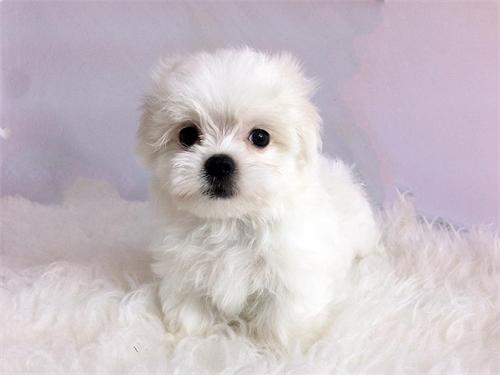 Teacup Maltese disponible!