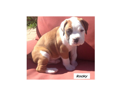 
Precio Boxer...........<strong> $16,500.00</strong> <br><br>


100% pura raza, registrados todos los papeles en regla se envian a cualquier parte de la Republica.<br><br> 

<li>Contrato de compraventa<br><br></li>


<li>Seguro de vida gratuito por escrito de 5 años que cubre muerte en caso de cuestiones virales</li>
<br><br>

<li>Garantía de Pureza Racial<br><br></li>

<li>Certificado de registro inicial que extiende la Federación Canófila Mexicana donde los cachorros se entregan con tatuaje y microchip</li>

