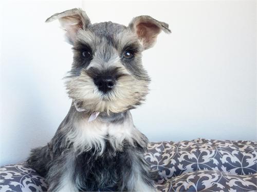 
Precio Schnauzer...........<strong>      $15,000.00   A   $22,000.00  (dependiendo del tamaño y color)</strong> <br><br>


100% pura raza, registrados todos los papeles en regla se envian a cualquier parte de la Republica.<br><br> 

<li>Contrato de compraventa<br><br></li>


<li>Seguro de vida gratuito por escrito de 5 años que cubre muerte en caso de cuestiones virales</li>
<br><br>

<li>Garantía de Pureza Racial<br><br></li>

<li>Certificado de registro inicial que extiende la Federación Canófila Mexicana donde los cachorros se entregan con tatuaje y microchip</li>

