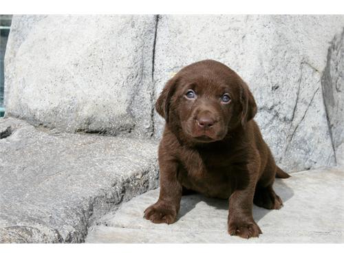 perritos de Labrador