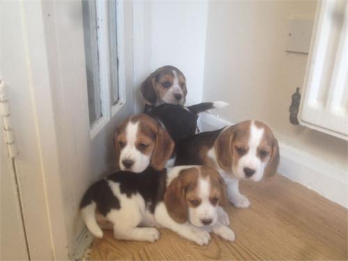 Cachorros Beagle full pedigree con registro
