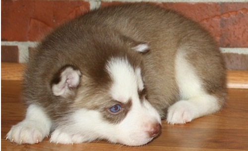 
Precio Siberian husky...........<strong>            $18,500.00  A  $22,000.00  (dependiendo del color)</strong> <br><br>


100% pura raza, registrados todos los papeles en regla se envian a cualquier parte de la Republica.<br><br> 

<li>Contrato de compraventa<br><br></li>


<li>Seguro de vida gratuito por escrito de 5 años que cubre muerte en caso de cuestiones virales</li>
<br><br>

<li>Garantía de Pureza Racial<br><br></li>

<li>Certificado de registro inicial que extiende la Federación Canófila Mexicana donde los cachorros se entregan con tatuaje y microchip</li>

