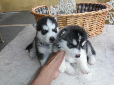  husky siberiano cachorros.......