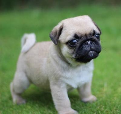 Pug cachorros para su aprobación 