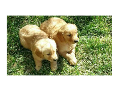 CACHORROS GOLDEN RETRIEVER,