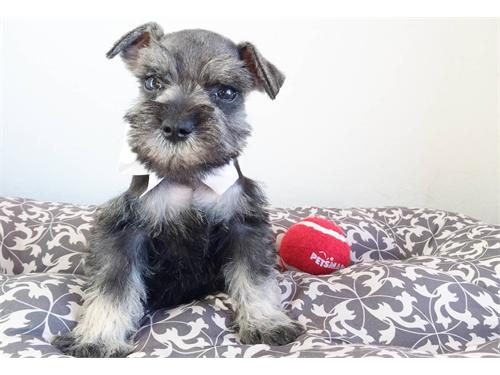 Cachorros Schnauzer Mini