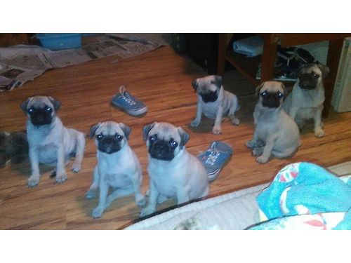 
Precio Pug...........<strong> $18,000.00  A   $20,000.00  (dependiendo del  color)</strong> <br><br>


100% pura raza, registrados todos los papeles en regla se envian a cualquier parte de la Republica.<br><br> 

<li>Contrato de compraventa<br><br></li>


<li>Seguro de vida gratuito por escrito de 5 años que cubre muerte en caso de cuestiones virales</li>
<br><br>

<li>Garantía de Pureza Racial<br><br></li>

<li>Certificado de registro inicial que extiende la Federación Canófila Mexicana donde los cachorros se entregan con tatuaje y microchip</li>

