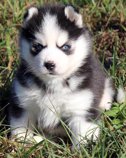  Husky Siberiano cachorros