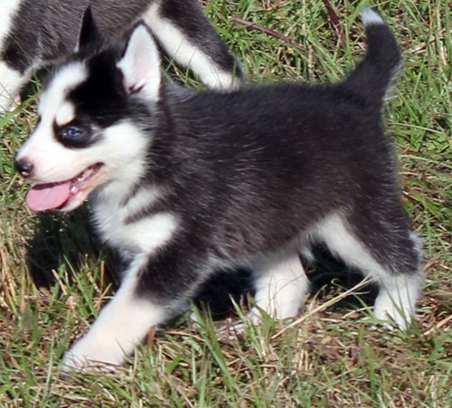  Husky Siberiano cachorros