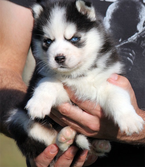  Husky Siberiano cachorros