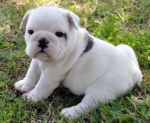
Precio Bulldog...........<strong>   $35,000.00  A   $60,000.00    (dependiendo la calidad)</strong> <br><br>


100% pura raza, registrados todos los papeles en regla se envian a cualquier parte de la Republica.<br><br> 

<li>Contrato de compraventa<br><br></li>


<li>Seguro de vida gratuito por escrito de 5 años que cubre muerte en caso de cuestiones virales</li>
<br><br>

<li>Garantía de Pureza Racial<br><br></li>

<li>Certificado de registro inicial que extiende la Federación Canófila Mexicana donde los cachorros se entregan con tatuaje y microchip</li>

