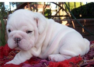 Bulldog Inglés cachorros para realojamiento Tenemos una camada 