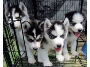 Cachorros de Husky siberiano