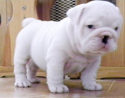 BULLDOG INGLES CAHCROROS A MUY BUEN 