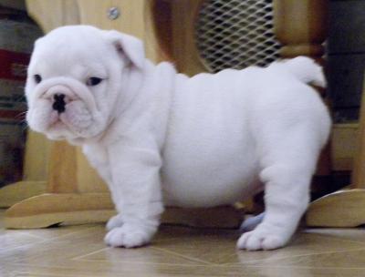 CAMADA DE PRECIOSOS BULLDOG INGLES