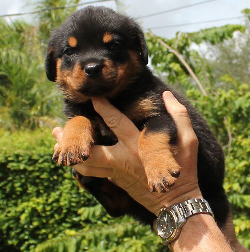 
Precio Rottweiler...........<strong>   $18,000.00</strong> <br><br>


100% pura raza, registrados todos los papeles en regla se envian a cualquier parte de la Republica.<br><br> 

<li>Contrato de compraventa<br><br></li>


<li>Seguro de vida gratuito por escrito de 5 años que cubre muerte en caso de cuestiones virales</li>
<br><br>

<li>Garantía de Pureza Racial<br><br></li>

<li>Certificado de registro inicial que extiende la Federación Canófila Mexicana donde los cachorros se entregan con tatuaje y microchip</li>

