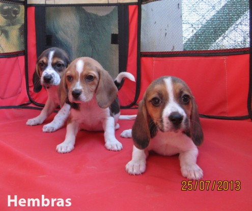 
Precio Beagle...........<strong>$16,500.00</strong> <br><br>

100% pura raza, registrados todos los papeles en regla se envian a cualquier parte de la Republica.<br><br> 

<li>Contrato de compraventa<br><br></li>


<li>Seguro de vida gratuito por escrito de 5 años que cubre muerte en caso de cuestiones virales</li>
<br><br>

<li>Garantía de Pureza Racial<br><br></li>


<li>Certificado de registro inicial que extiende la Federación Canófila Mexicana donde los cachorros se entregan con tatuaje y microchip<br><br></li>

