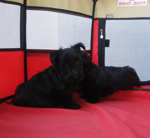 
Precio Scottish terrier...........<strong>       $18,000.00</strong> <br><br>


100% pura raza, registrados todos los papeles en regla se envian a cualquier parte de la Republica.<br><br> 

<li>Contrato de compraventa<br><br></li>


<li>Seguro de vida gratuito por escrito de 5 años que cubre muerte en caso de cuestiones virales</li>
<br><br>

<li>Garantía de Pureza Racial<br><br></li>

<li>Certificado de registro inicial que extiende la Federación Canófila Mexicana donde los cachorros se entregan con tatuaje y microchip</li>

