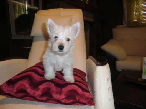 
Precio West highland white terrier...........<strong>$22,000.00</strong> <br><br>


100% pura raza, registrados todos los papeles en regla se envian a cualquier parte de la Republica.<br><br> 

<li>Contrato de compraventa<br><br></li>


<li>Seguro de vida gratuito por escrito de 5 años que cubre muerte en caso de cuestiones virales</li>
<br><br>

<li>Garantía de Pureza Racial<br><br></li>

<li>Certificado de registro inicial que extiende la Federación Canófila Mexicana donde los cachorros se entregan con tatuaje y microchip</li>

