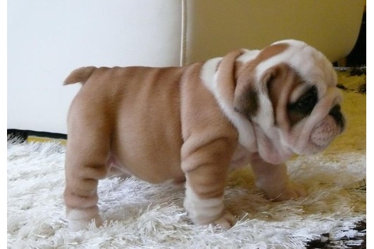 
Precio Bulldog...........<strong>   $35,000.00  A   $60,000.00    (dependiendo la calidad)</strong> <br><br>


100% pura raza, registrados todos los papeles en regla se envian a cualquier parte de la Republica.<br><br> 

<li>Contrato de compraventa<br><br></li>


<li>Seguro de vida gratuito por escrito de 5 años que cubre muerte en caso de cuestiones virales</li>
<br><br>

<li>Garantía de Pureza Racial<br><br></li>

<li>Certificado de registro inicial que extiende la Federación Canófila Mexicana donde los cachorros se entregan con tatuaje y microchip</li>

