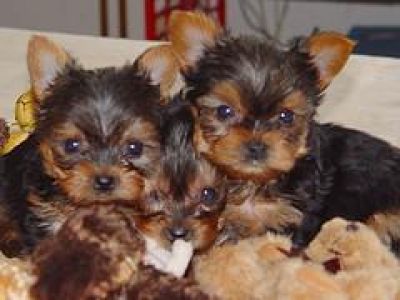 Yorkie cachorros para un buen hogar. 