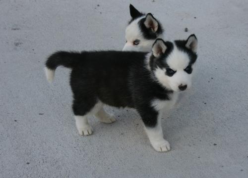 
Precio Siberian husky...........<strong>            $18,500.00  A  $22,000.00  (dependiendo del color)</strong> <br><br>


100% pura raza, registrados todos los papeles en regla se envian a cualquier parte de la Republica.<br><br> 

<li>Contrato de compraventa<br><br></li>


<li>Seguro de vida gratuito por escrito de 5 años que cubre muerte en caso de cuestiones virales</li>
<br><br>

<li>Garantía de Pureza Racial<br><br></li>

<li>Certificado de registro inicial que extiende la Federación Canófila Mexicana donde los cachorros se entregan con tatuaje y microchip</li>


