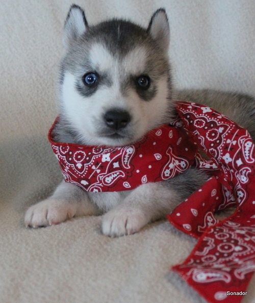 
Precio Siberian husky...........<strong>            $18,500.00  A  $22,000.00  (dependiendo del color)</strong> <br><br>


100% pura raza, registrados todos los papeles en regla se envian a cualquier parte de la Republica.<br><br> 

<li>Contrato de compraventa<br><br></li>


<li>Seguro de vida gratuito por escrito de 5 años que cubre muerte en caso de cuestiones virales</li>
<br><br>

<li>Garantía de Pureza Racial<br><br></li>

<li>Certificado de registro inicial que extiende la Federación Canófila Mexicana donde los cachorros se entregan con tatuaje y microchip</li>

