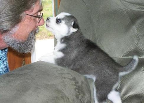 
Precio Siberian husky...........<strong>            $18,500.00  A  $22,000.00  (dependiendo del color)</strong> <br><br>


100% pura raza, registrados todos los papeles en regla se envian a cualquier parte de la Republica.<br><br> 

<li>Contrato de compraventa<br><br></li>


<li>Seguro de vida gratuito por escrito de 5 años que cubre muerte en caso de cuestiones virales</li>
<br><br>

<li>Garantía de Pureza Racial<br><br></li>

<li>Certificado de registro inicial que extiende la Federación Canófila Mexicana donde los cachorros se entregan con tatuaje y microchip</li>

