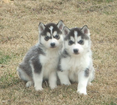 
Precio Siberian husky...........<strong>            $18,500.00  A  $22,000.00  (dependiendo del color)</strong> <br><br>


100% pura raza, registrados todos los papeles en regla se envian a cualquier parte de la Republica.<br><br> 

<li>Contrato de compraventa<br><br></li>


<li>Seguro de vida gratuito por escrito de 5 años que cubre muerte en caso de cuestiones virales</li>
<br><br>

<li>Garantía de Pureza Racial<br><br></li>

<li>Certificado de registro inicial que extiende la Federación Canófila Mexicana donde los cachorros se entregan con tatuaje y microchip</li>


