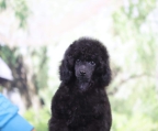 En venta Macho de caniche miniatura de padres genéticamente probados nacido el 26.07.2022.
<br>Exposición potencial, con pedigrí y toda la documentación necesaria.
<br>
<br>Para toda la información, puede contactarnos al +381693101809 (Call, Viber, WhatsApp)
<br>Correo electrónico: tilhma@gmail.com