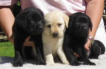 
Precio Labrador Retriever...........<strong>$16,500.00  A   $20,000.00    (dependiendo del color)</strong> <br><br>


100% pura raza, registrados todos los papeles en regla se envian a cualquier parte de la Republica.<br><br> 

<li>Contrato de compraventa<br><br></li>


<li>Seguro de vida gratuito por escrito de 5 años que cubre muerte en caso de cuestiones virales</li>
<br><br>

<li>Garantía de Pureza Racial<br><br></li>

<li>Certificado de registro inicial que extiende la Federación Canófila Mexicana donde los cachorros se entregan con tatuaje y microchip</li>

