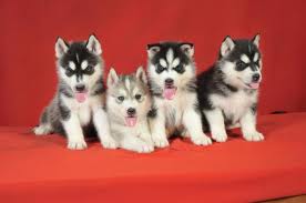
Precio Siberian husky...........<strong>            $18,500.00  A  $22,000.00  (dependiendo del color)</strong> <br><br>


100% pura raza, registrados todos los papeles en regla se envian a cualquier parte de la Republica.<br><br> 

<li>Contrato de compraventa<br><br></li>


<li>Seguro de vida gratuito por escrito de 5 años que cubre muerte en caso de cuestiones virales</li>
<br><br>

<li>Garantía de Pureza Racial<br><br></li>

<li>Certificado de registro inicial que extiende la Federación Canófila Mexicana donde los cachorros se entregan con tatuaje y microchip</li>

