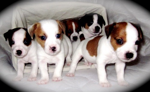 Cachorros Jack Russell